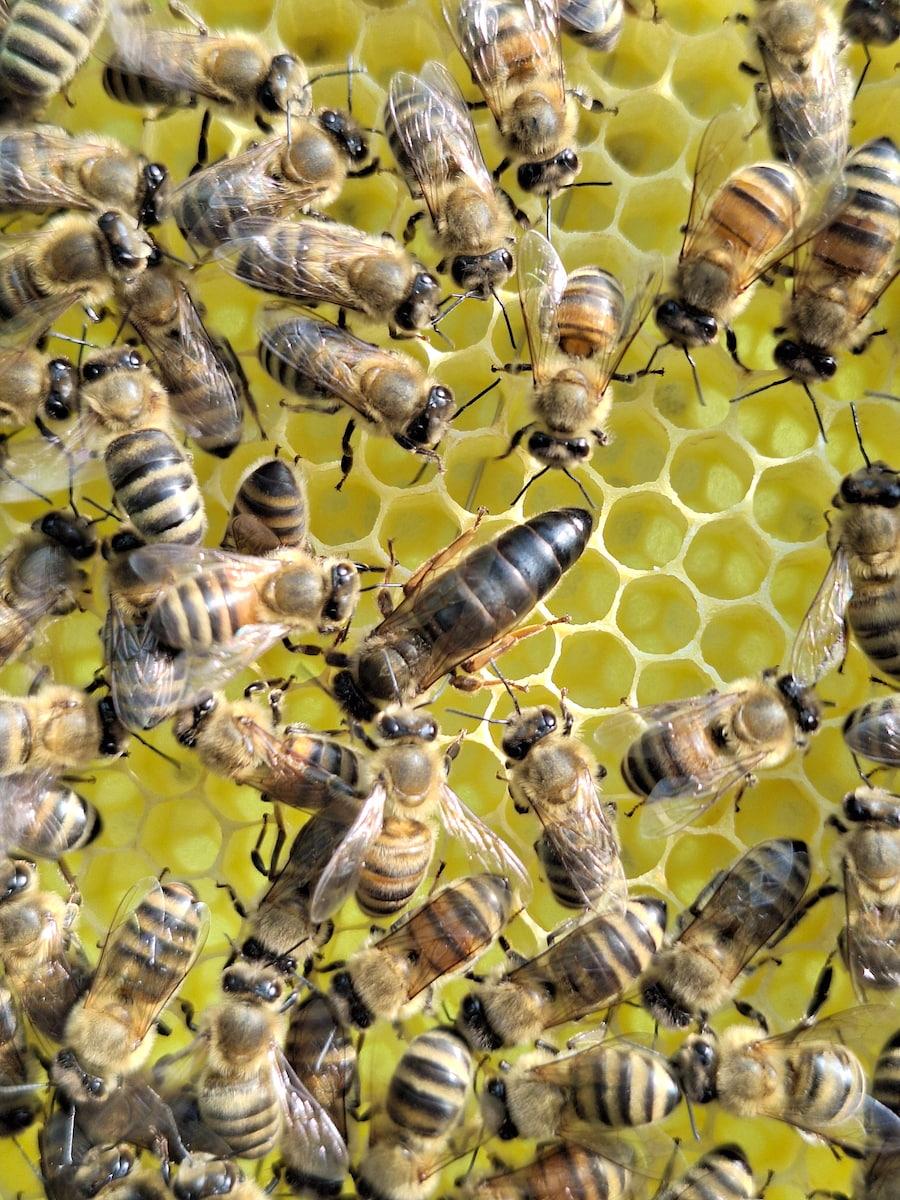 Odkłady pszczele 