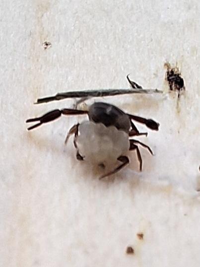 Zaleszczotki książkowe