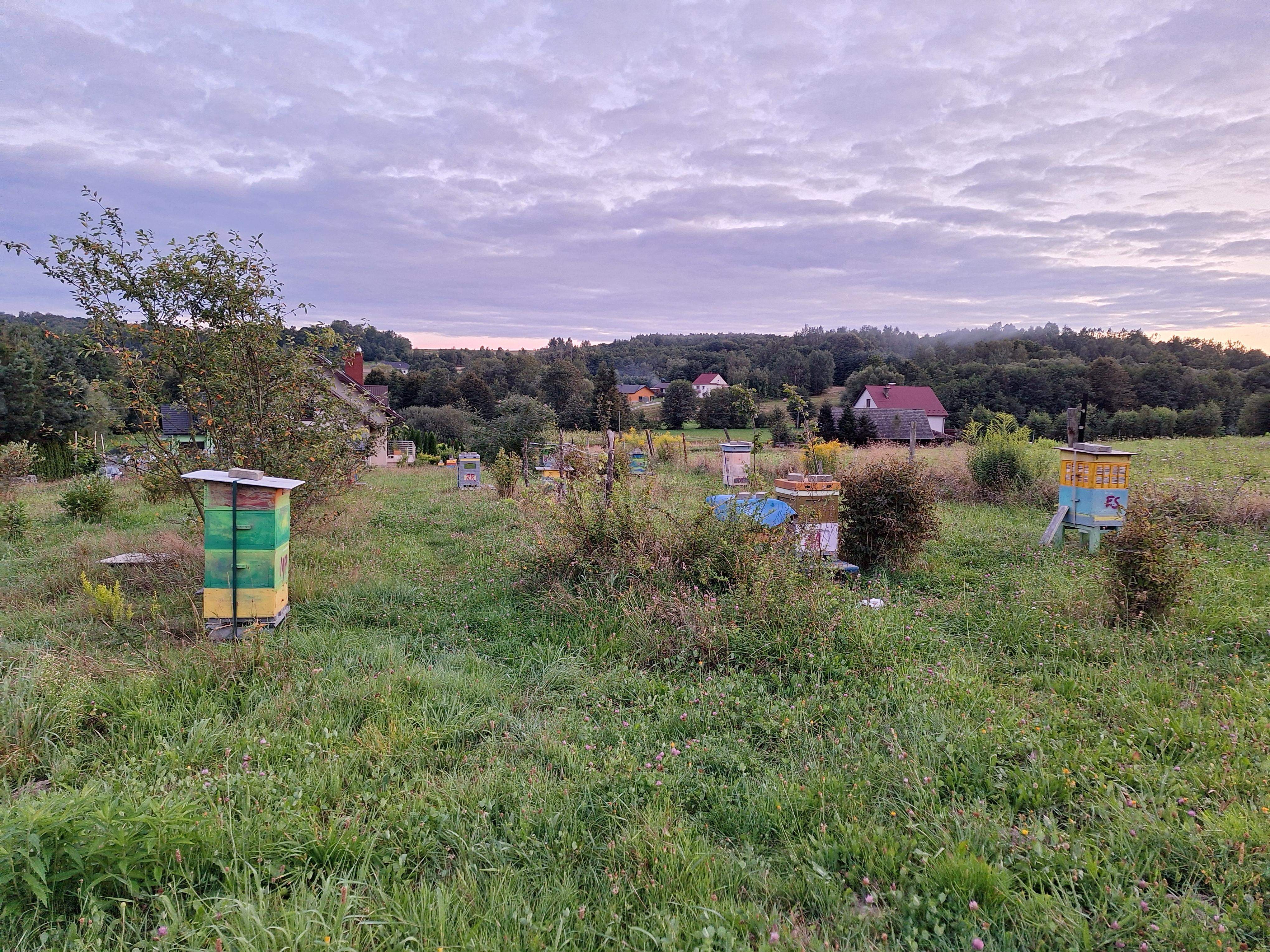 pasieka miody galanty