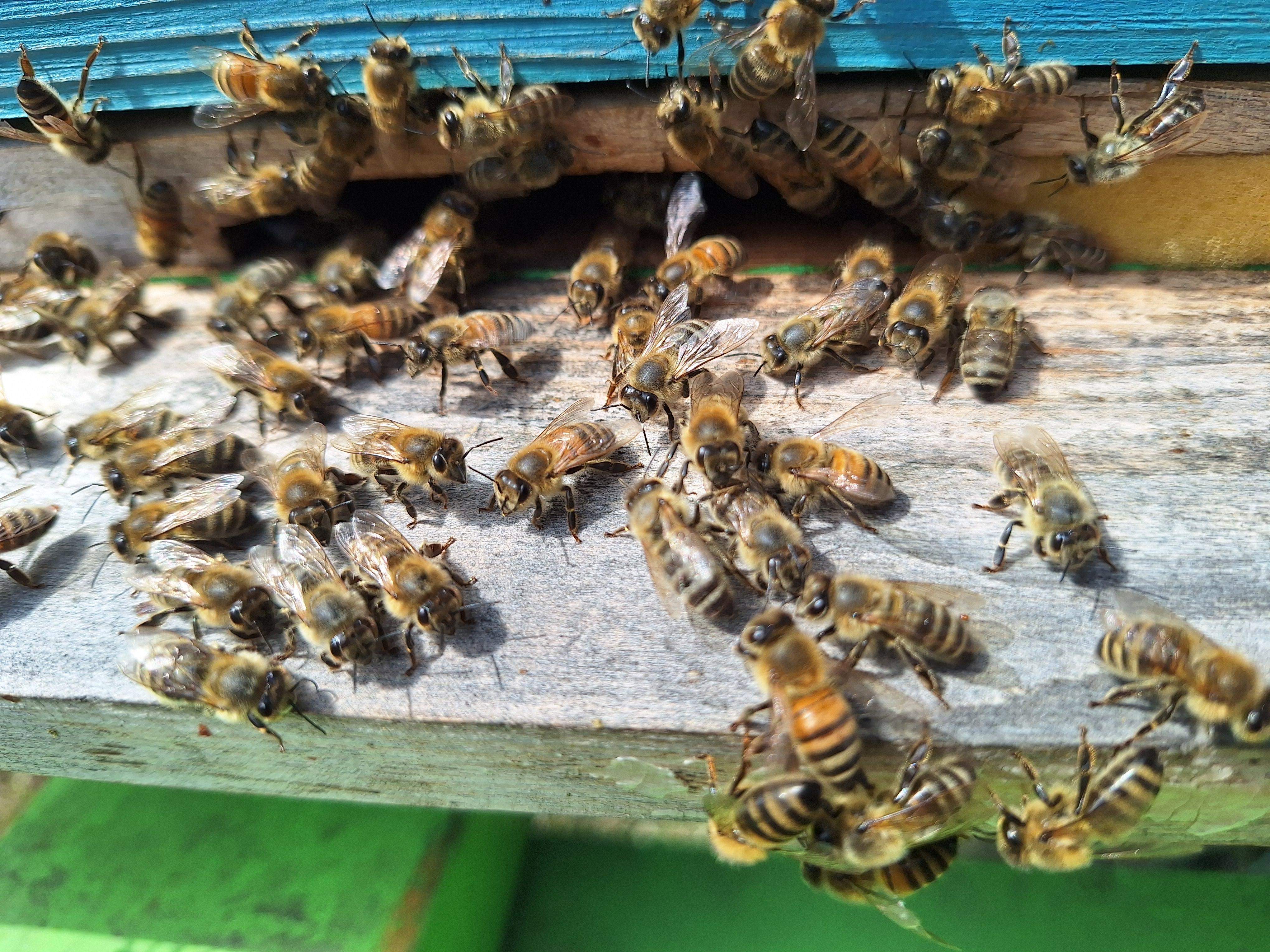 pasieka galanty tradycyjne ule