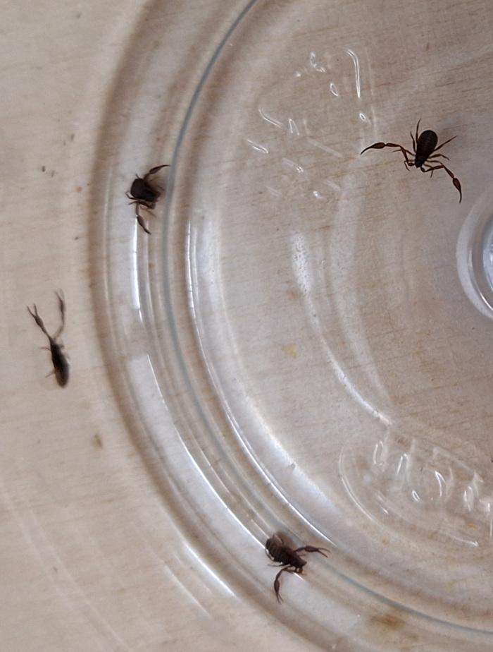 produkty pszczele i świece z wosku